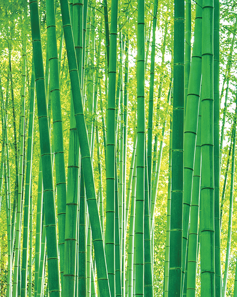 _竹イメージ ホテル・宿泊施設向け|サステナブルアメニティ導入で“選ばれる客室”へ