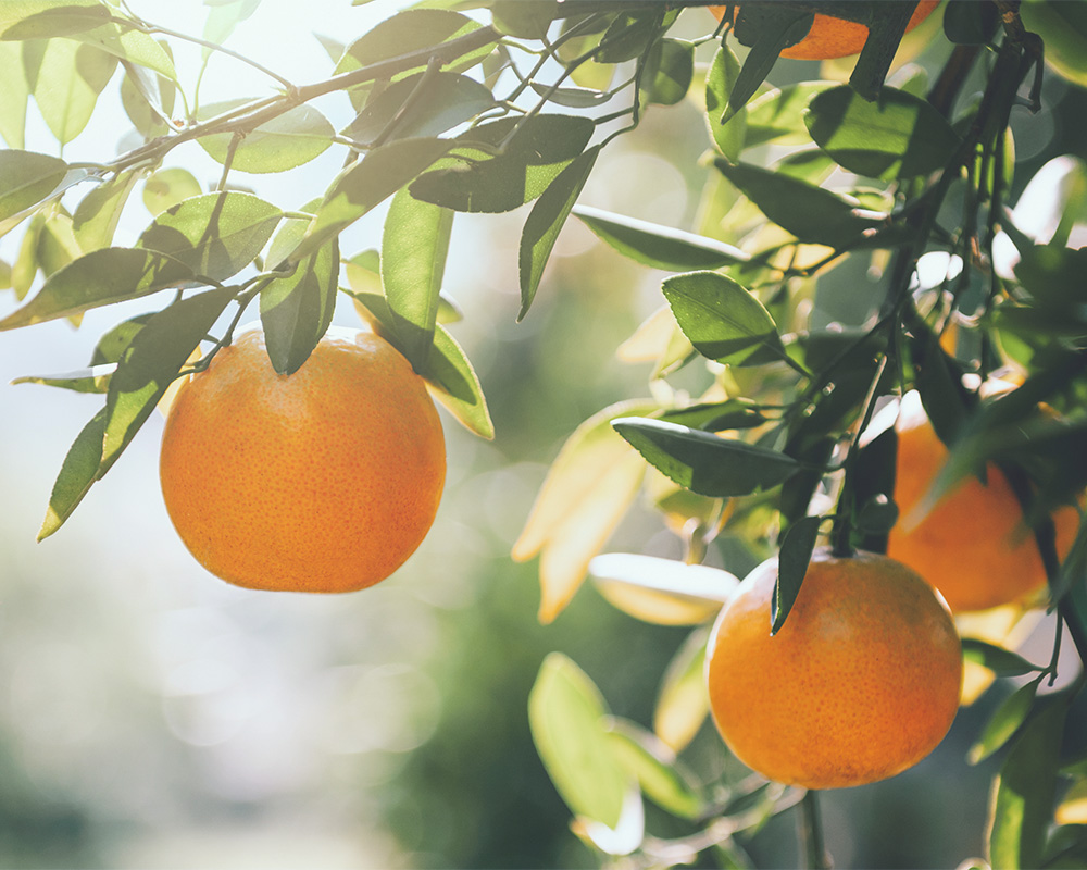 _オレンジハーブの香り ホテルアメニティの統一感で満足度向上｜ハンドソープ追加で完成する客室演出